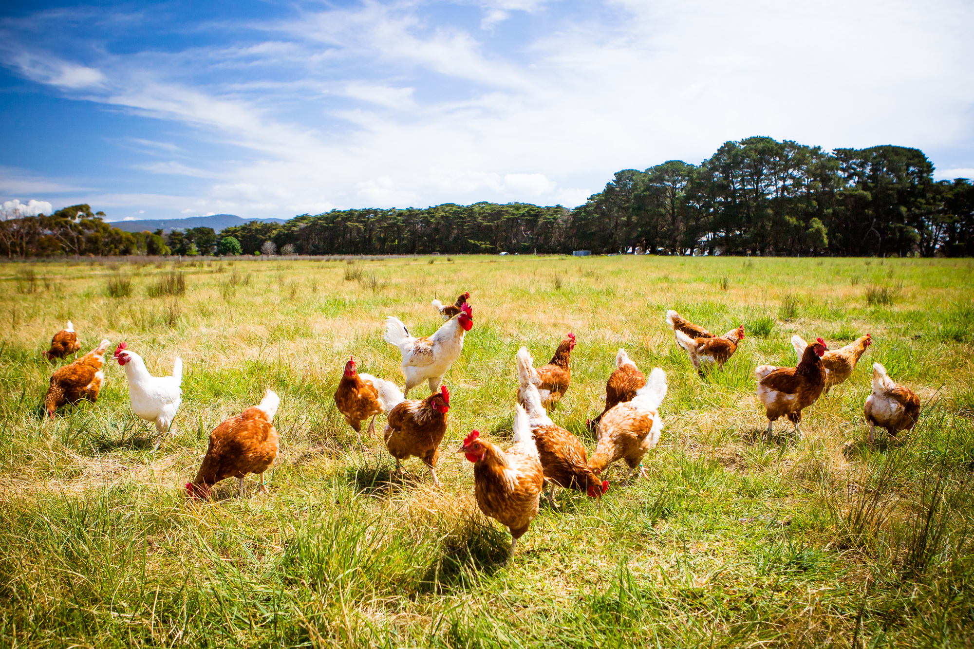 Chickens In A Field