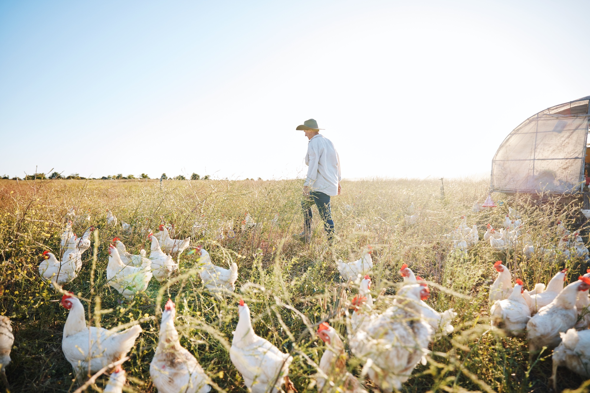 Walking, nature or farmer farming chicken on grass field harvesting poultry livestock in small busi